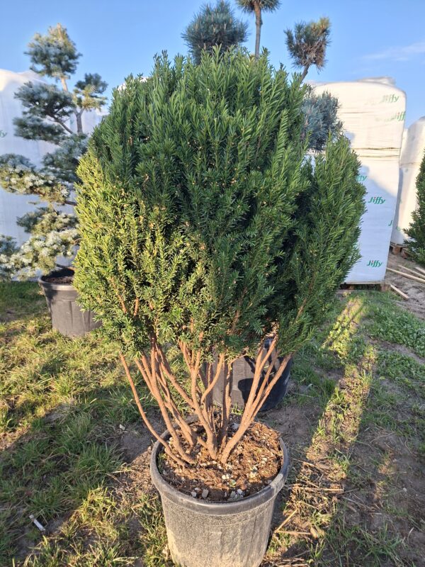 Cis 'Hillii' duży okaz, soliter, zimozielony 140-150cm, formowany