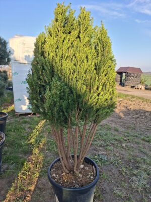 Cis 'Hillii' duży okaz, soliter, zimozielony 140-150cm, formowany