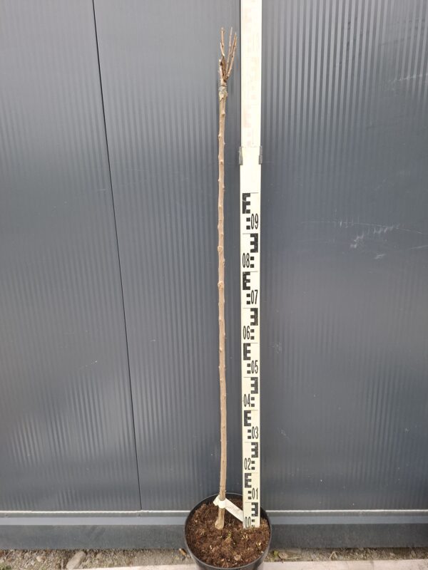 Lagerstroemia 'Coconut sorbet' bez południa, białe kwiaty, na pniu