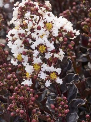 Lagerstroemia 'Coconut sorbet' bez południa, białe kwiaty, na pniu