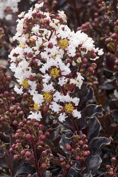 Lagerstroemia 'Coconut sorbet' bez południa, białe kwiaty, na pniu