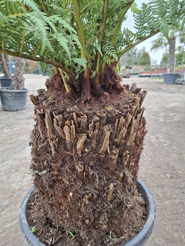 Dicksonia, paproć drzewiasta, egzotyk