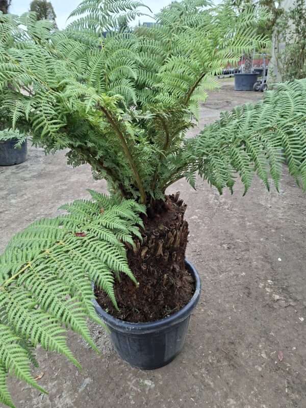 Dicksonia, paproć drzewiasta, egzotyk