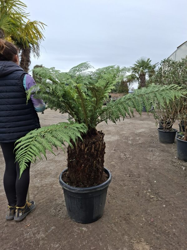 Dicksonia, paproć drzewiasta, egzotyk