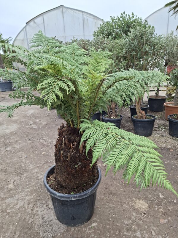 Dicksonia, paproć drzewiasta, egzotyk