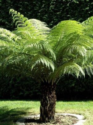 Dicksonia, paproć drzewiasta, egzotyk