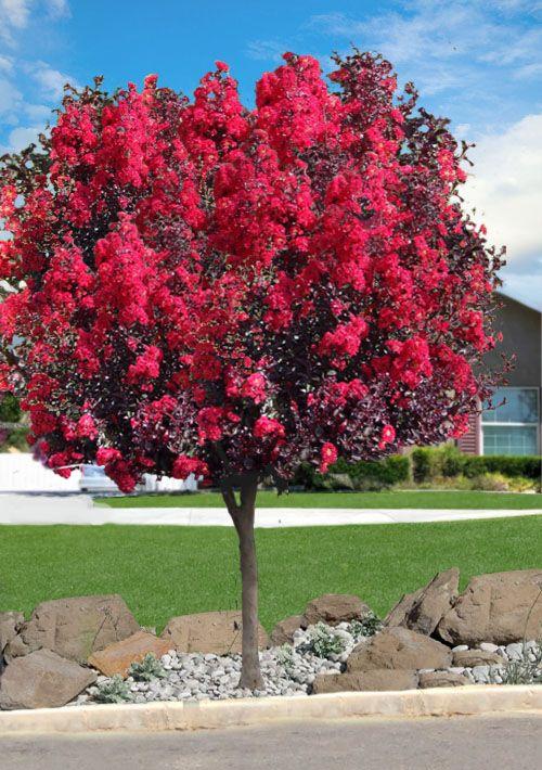 Lagerstroemia 'Double Dynamite' na pniu, bez południa, długo kwitnąca