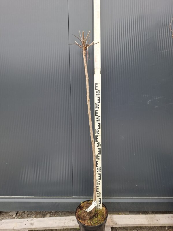 Lagerstroemia 'Double Dynamite' na pniu, bez południa, długo kwitnąca