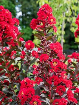 Lagerstroemia 'Double Dynamite' na pniu, bez południa, długo kwitnąca