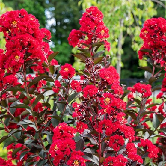 Lagerstroemia 'Double Dynamite' na pniu, bez południa, długo kwitnąca