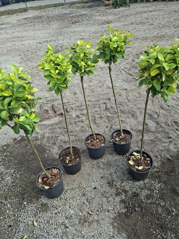 Trzmielina 'El Dorado' zimozielona, na pniu, donica, ogród