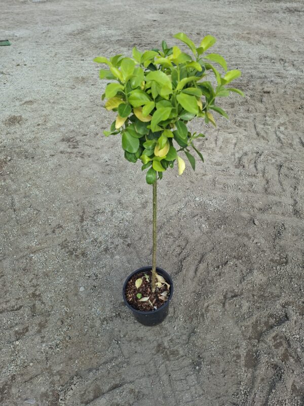 Trzmielina 'El Dorado' zimozielona, na pniu, donica, ogród