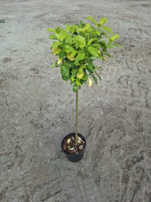 Trzmielina 'El Dorado' zimozielona, na pniu, donica, ogród