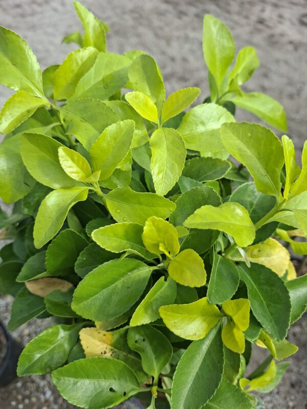 Trzmielina 'El Dorado' zimozielona, na pniu, donica, ogród