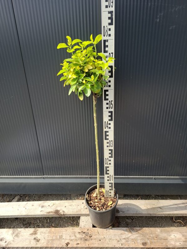 Trzmielina 'El Dorado' zimozielona, na pniu, donica, ogród