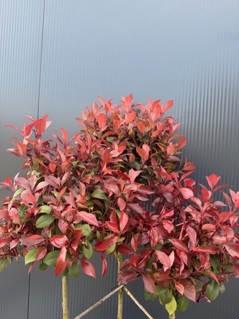 Głogownik 'Robusta Compacta' 3 korony, soliter, zimozielony