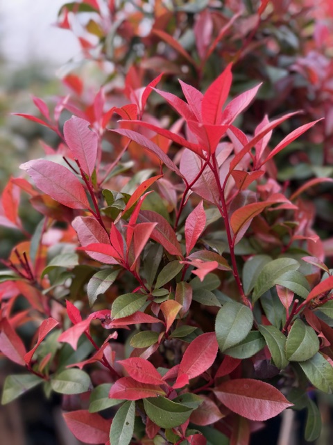 Głogownik 'Robusta Compacta' 3 korony, soliter, zimozielony