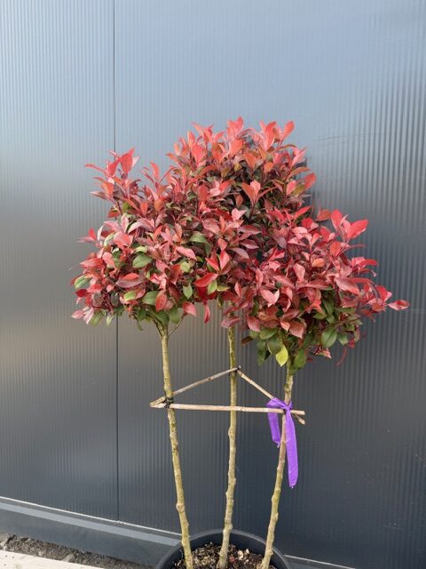 Głogownik 'Robusta Compacta' 3 korony, soliter, zimozielony