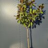 Magnolia grandiflora 'Goliath' na pniu, soliter, zimozielona,150-170cm