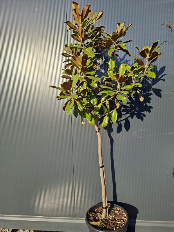 Magnolia grandiflora 'Goliath' na pniu, soliter, zimozielona,150-170cm