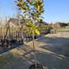 Magnolia grandiflora 'Goliath' na pniu, soliter, zimozielona,150-170cm
