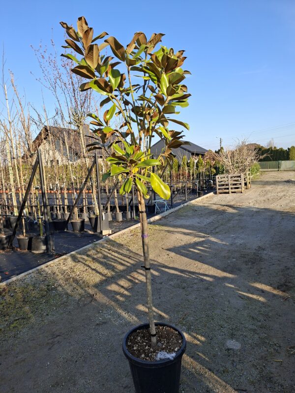 Magnolia grandiflora 'Goliath' na pniu, soliter, zimozielona,150-170cm