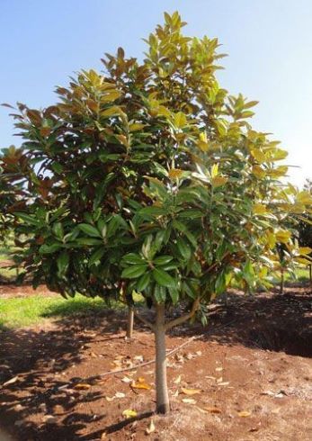 Magnolia grandiflora 'Goliath' na pniu, soliter, zimozielona,150-170cm