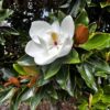 Magnolia grandiflora 'Goliath' na pniu, soliter, zimozielona,150-170cm