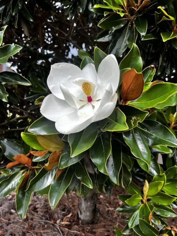 Magnolia grandiflora 'Goliath' na pniu, soliter, zimozielona,150-170cm