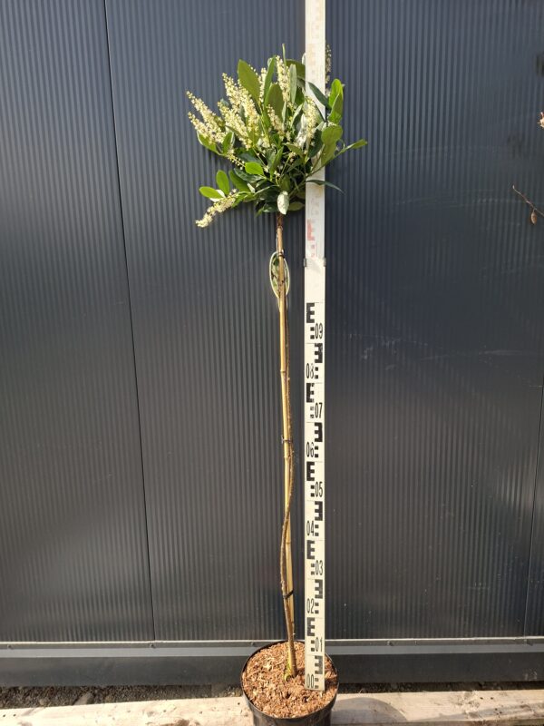 Laurowiśnia 'Mano' na pniu (120cm), zimozielona, do ogrodu, na taras