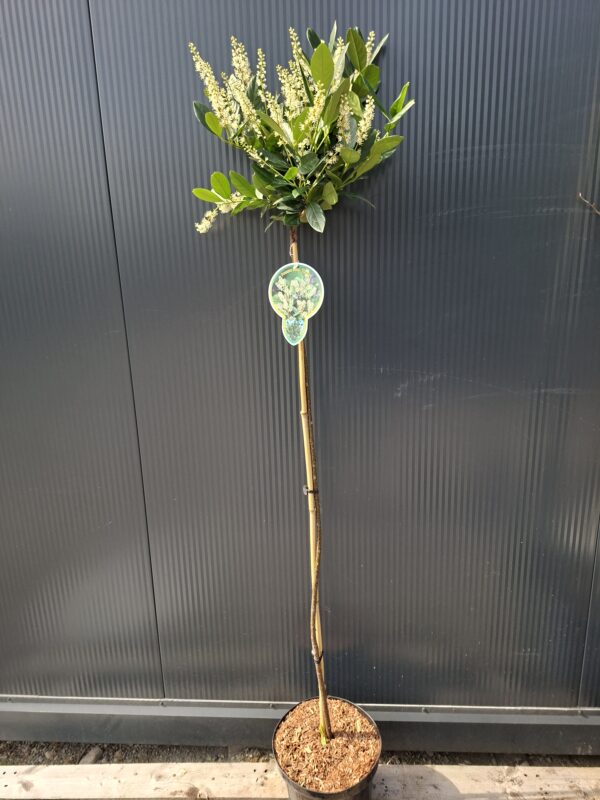 Laurowiśnia 'Mano' na pniu (120cm), zimozielona, do ogrodu, na taras