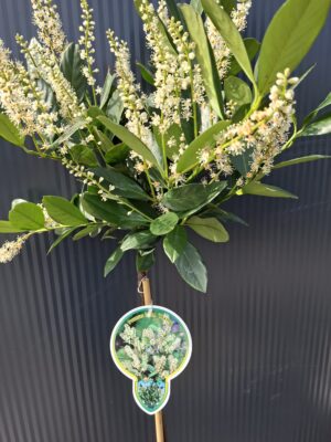 Laurowiśnia 'Mano' na pniu (120cm), zimozielona, do ogrodu, na taras