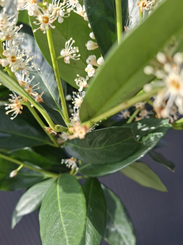 Laurowiśnia 'Mano' na pniu (120cm), zimozielona, do ogrodu, na taras