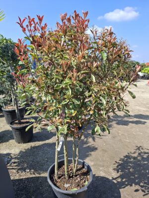 Głogownik pstrolistny Pink Marble, zimozielony, soliter,duży okaz 150-160cm