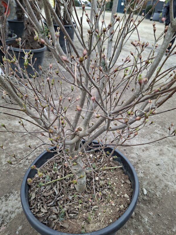 Dereń kousa 'Milky Way' duży okaz, kwitnący krzew 150-160cm