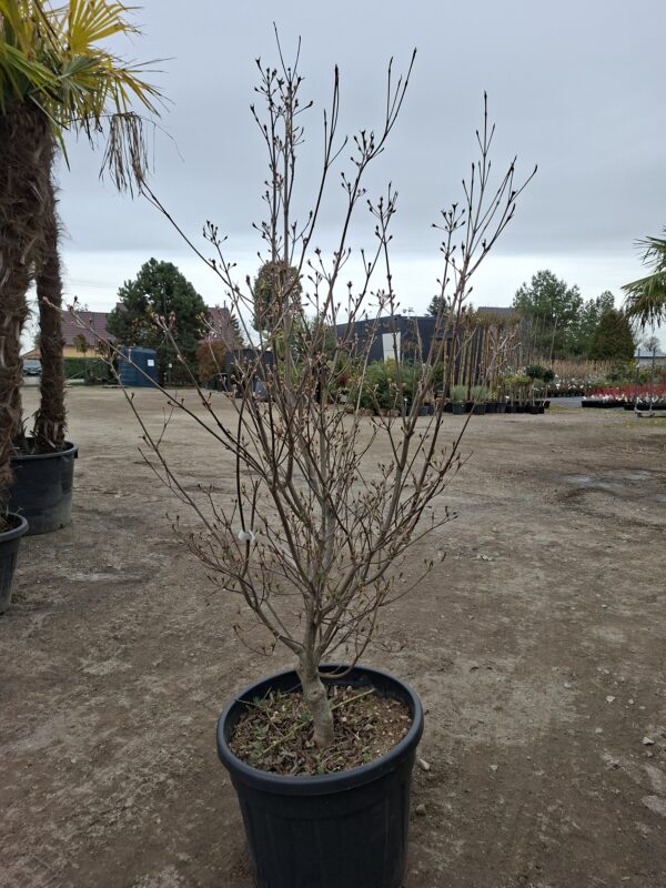 Dereń kousa 'Milky Way' duży okaz, kwitnący krzew 150-160cm