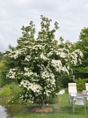 Dereń kousa 'Milky Way' duży okaz, kwitnący krzew 150-160cm