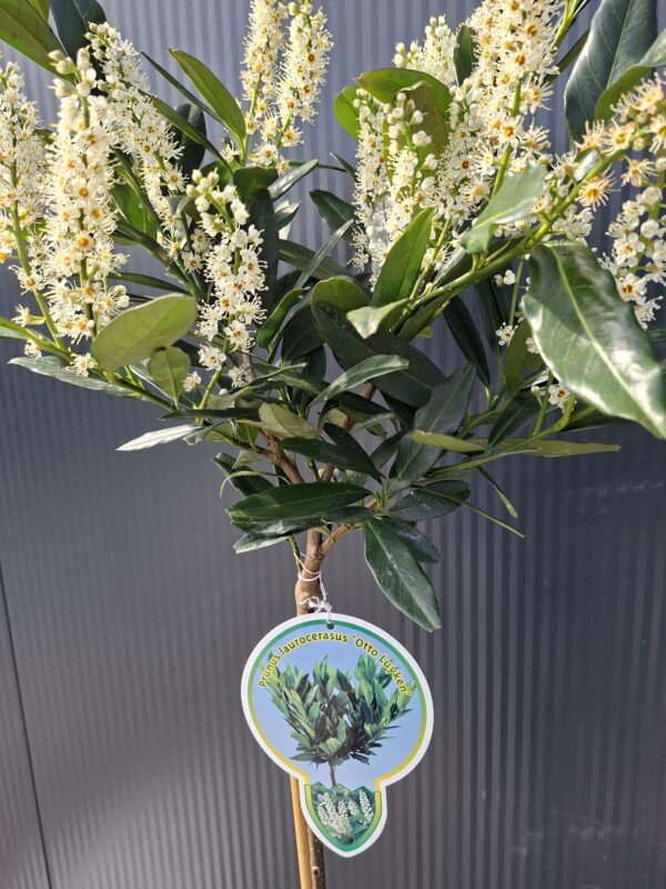 Laurowiśnia 'Otto Luyken' na pniu (120cm), zimozielona, do ogrodu, na taras