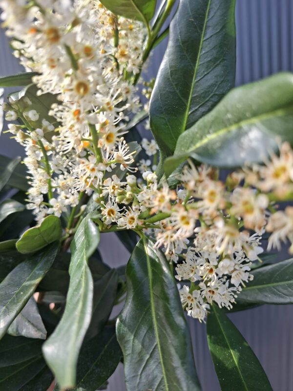 Laurowiśnia 'Otto Luyken' na pniu (120cm), zimozielona, do ogrodu, na taras