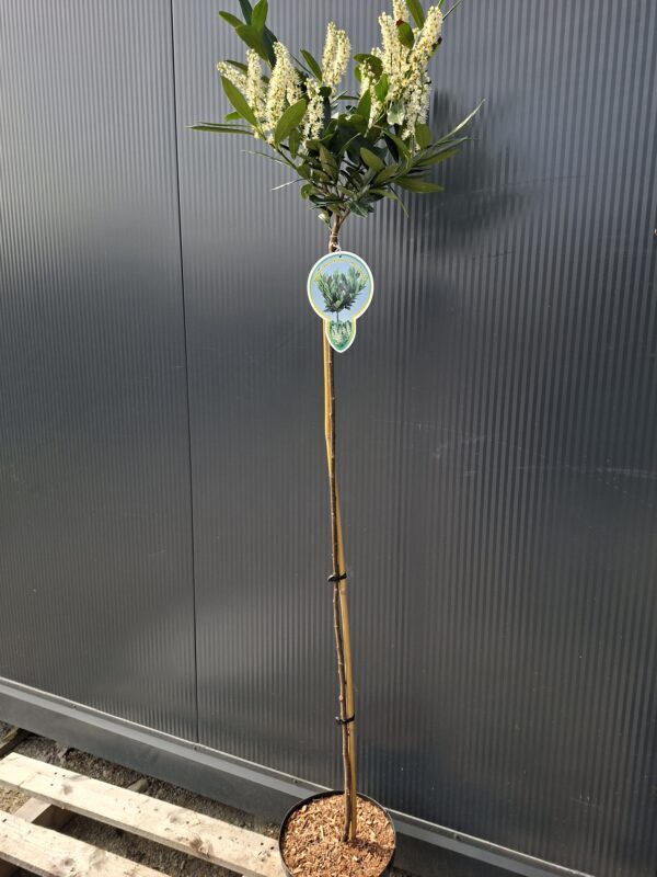 Laurowiśnia 'Otto Luyken' na pniu (120cm), zimozielona, do ogrodu, na taras