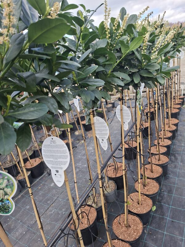 Laurowiśnia 'Otto Luyken' na pniu (120cm), zimozielona, do ogrodu, na taras