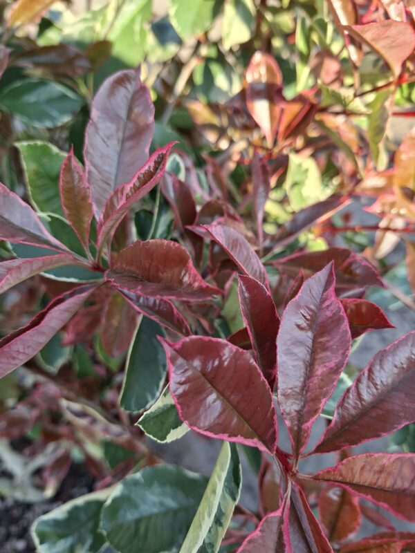 Głogownik pstrolistny Pink Marble, zimozielony, soliter, duży okaz 130-140 cm