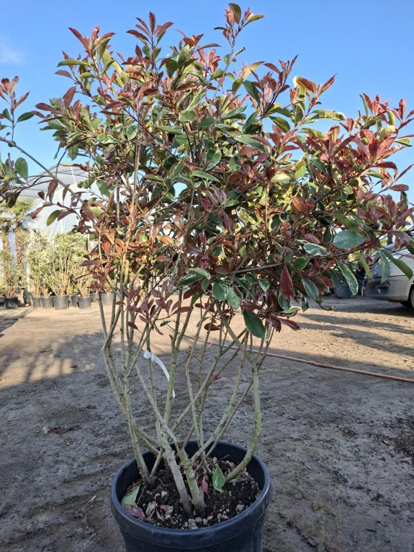 Głogownik pstrolistny Pink Marble, zimozielony, soliter, duży okaz 130-140 cm