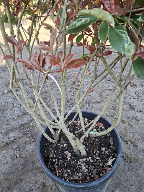 Głogownik pstrolistny Pink Marble, zimozielony, soliter, duży okaz 130-140 cm