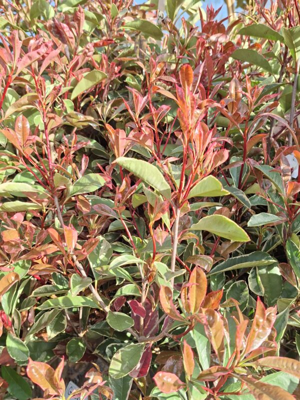 Głogownik pstrolistny Pink Marble, zimozielony, soliter, duży okaz 130-140 cm