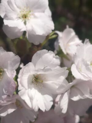 Wiśnia japońska 'Amonagawa' kolumnowy pokrój, duża sadzonka