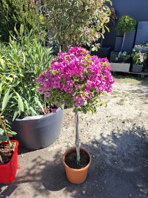 Bugenvilla na pniu, kwitnąca, na taras, balkon, donica