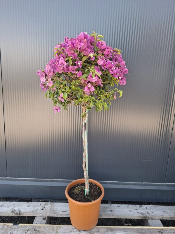 Bugenvilla na pniu, kwitnąca, na taras, balkon, donica