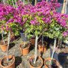 Bugenvilla na pniu, kwitnąca, na taras, balkon, donica
