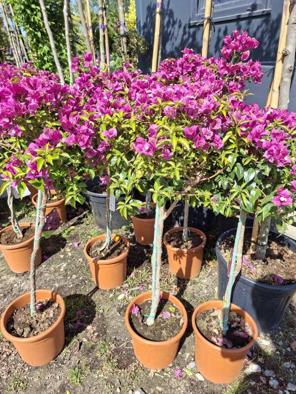 Bugenvilla na pniu, kwitnąca, na taras, balkon, donica